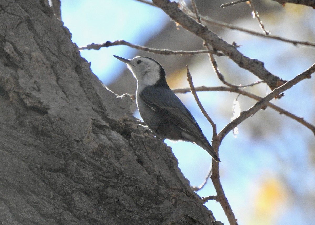 White-breasted Nuthatch - ML409387991