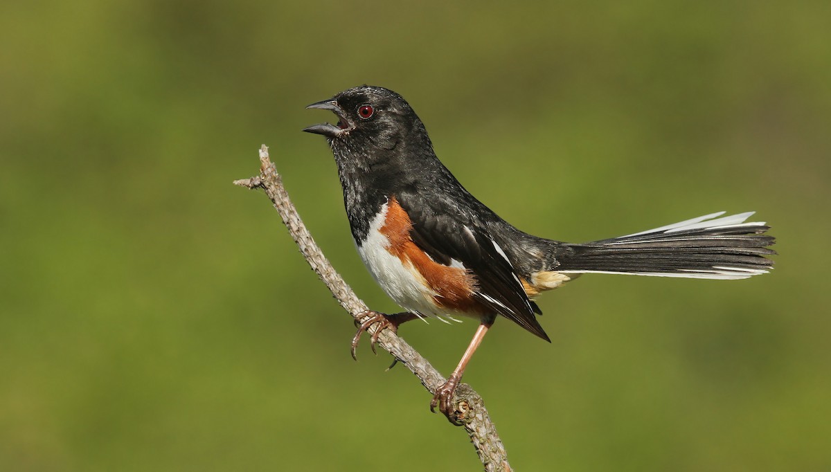 Eastern Towhee - Ryan Schain