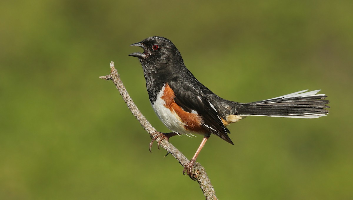 Eastern Towhee - ML40938831