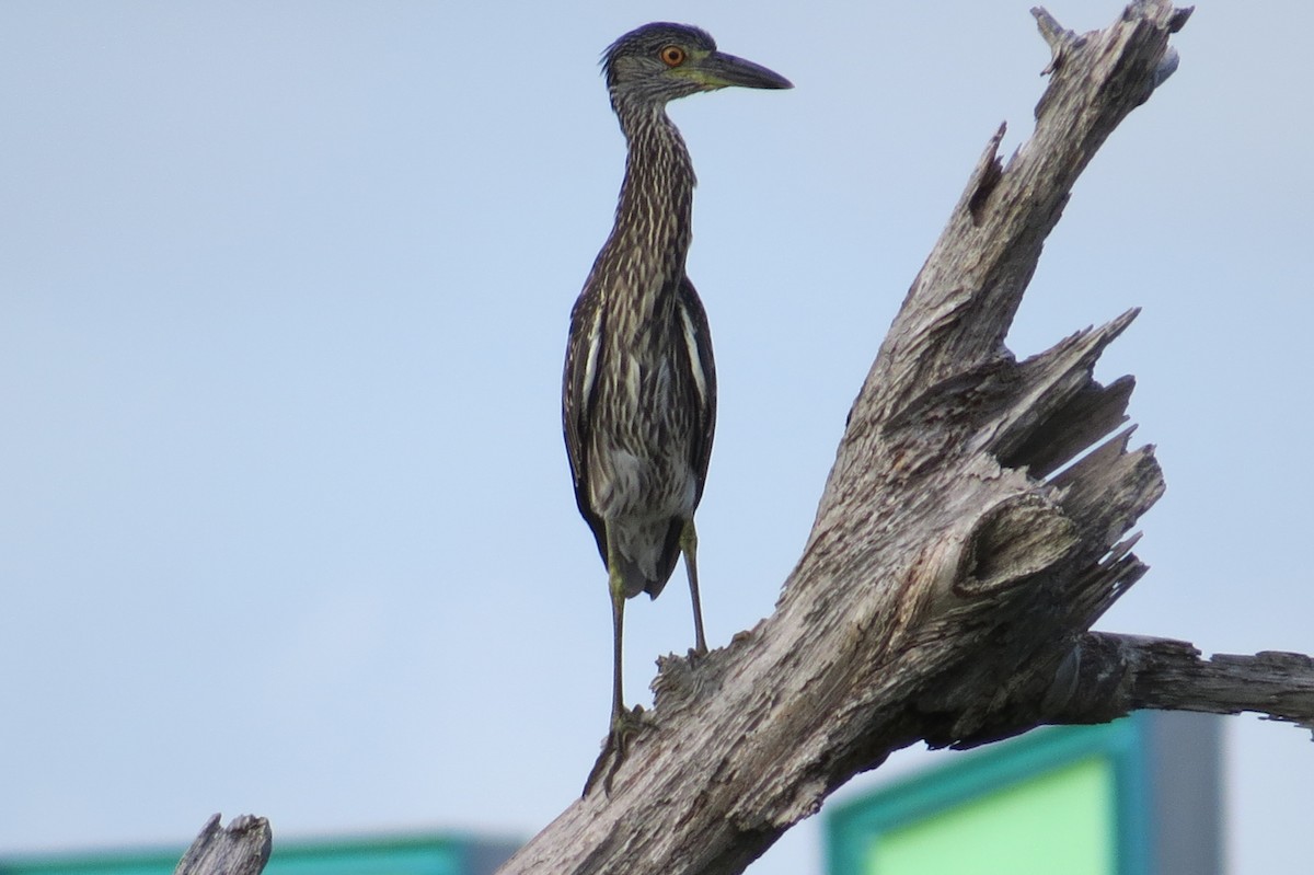 Yellow-crowned Night Heron - Dan Ward