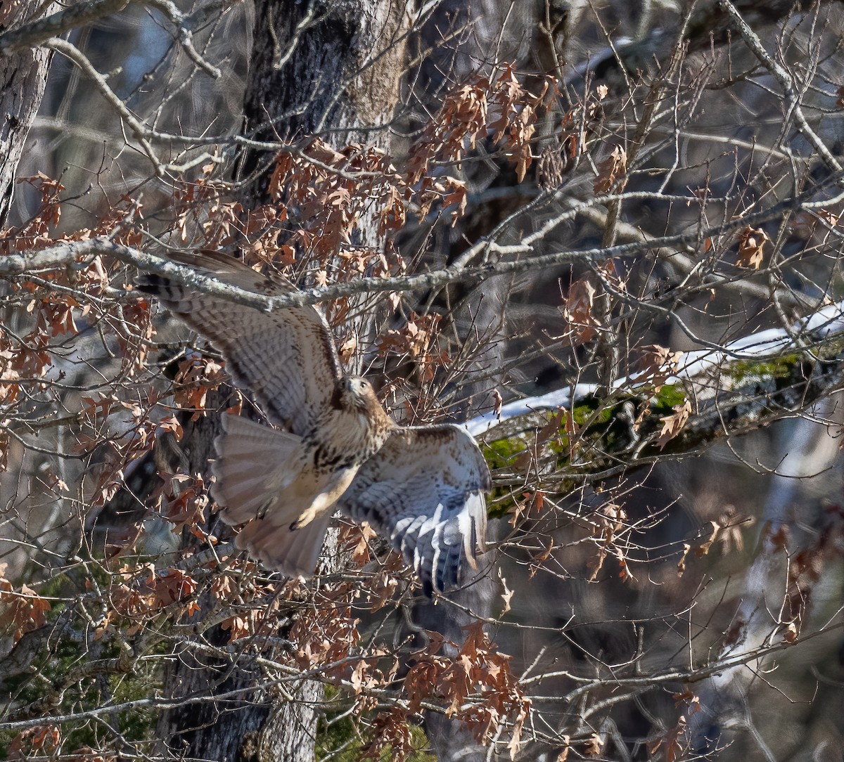 Red-tailed Hawk - ML409390431