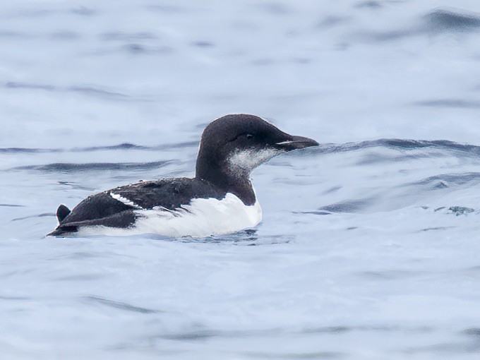 Thick-billed Murre - ML409391001