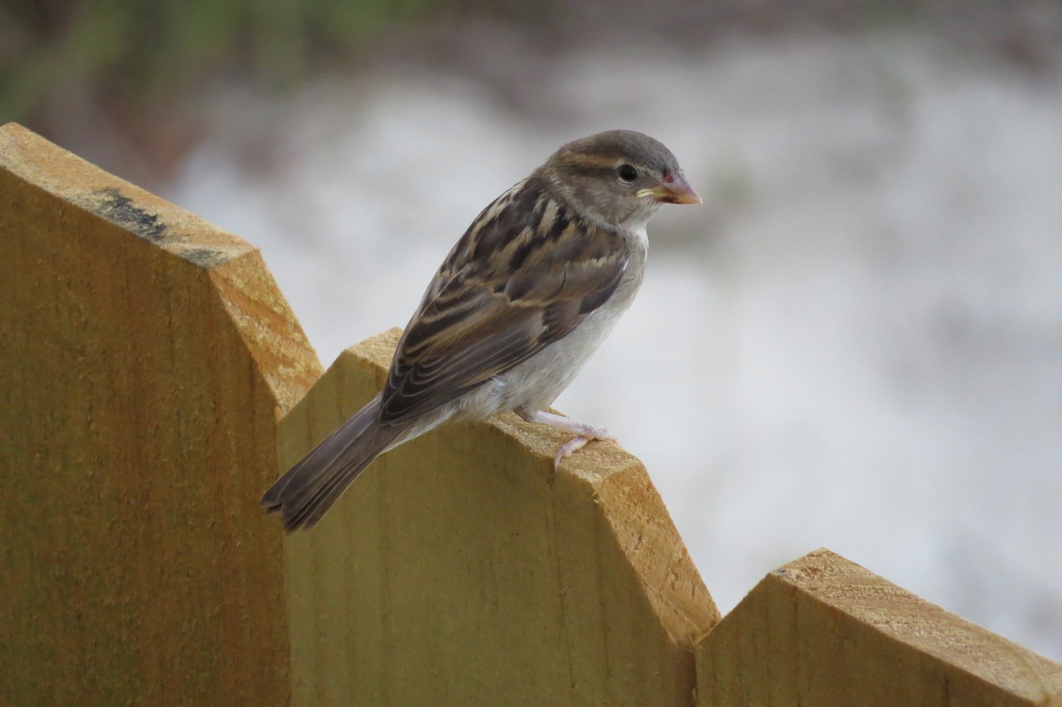 House Sparrow - ML40939171