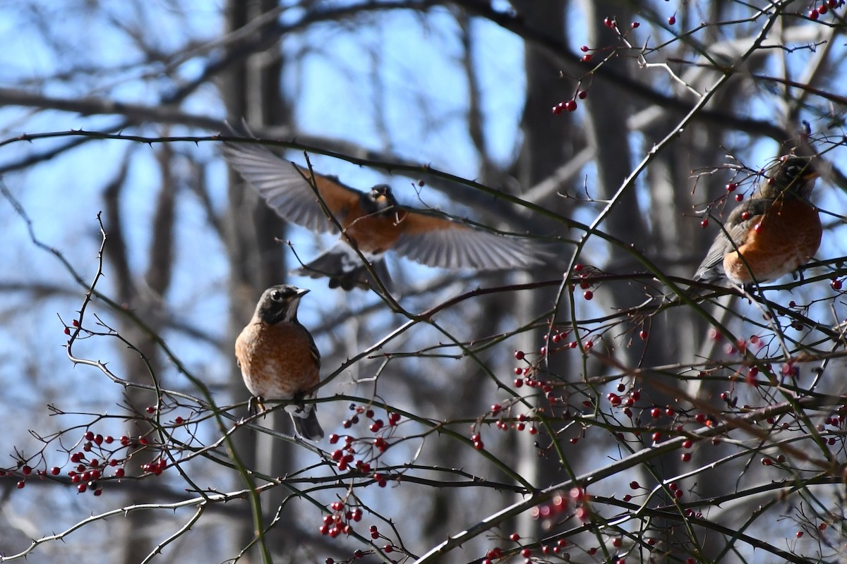 American Robin - ML409392591