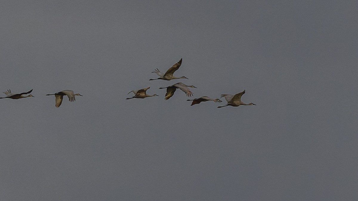 Sandhill Crane - ML409392721