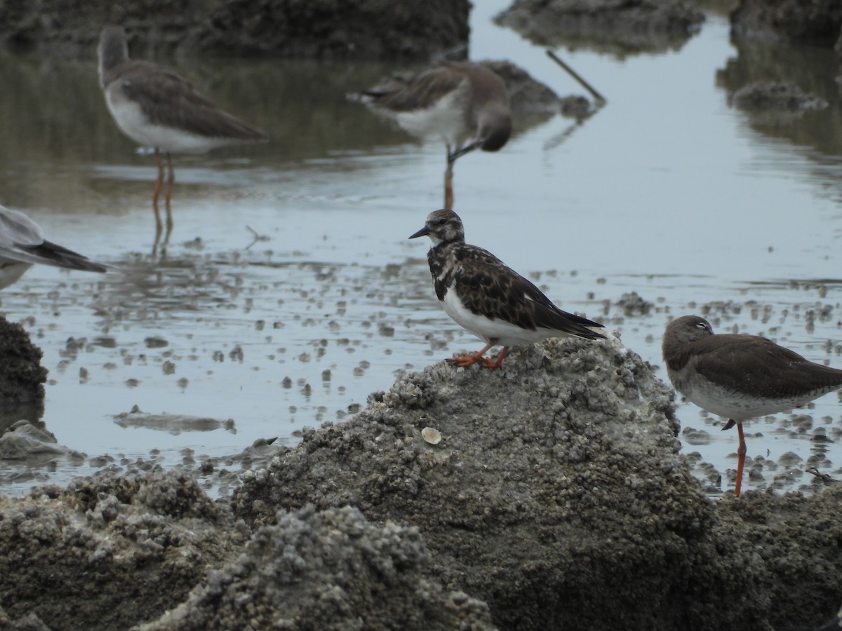 Ruddy Turnstone - Abdul Afiq Abdul Rahman