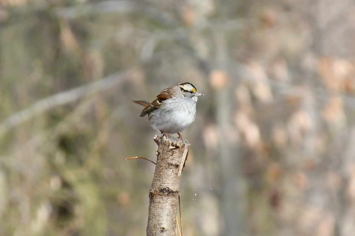 White-throated Sparrow - ML409392861