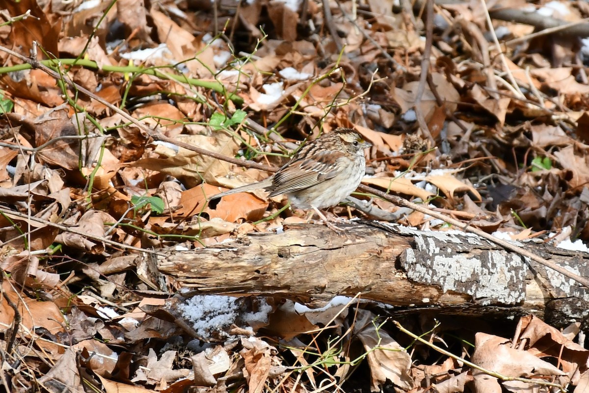 White-throated Sparrow - ML409392931
