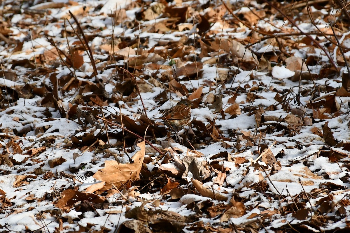 Fox Sparrow - ML409393001