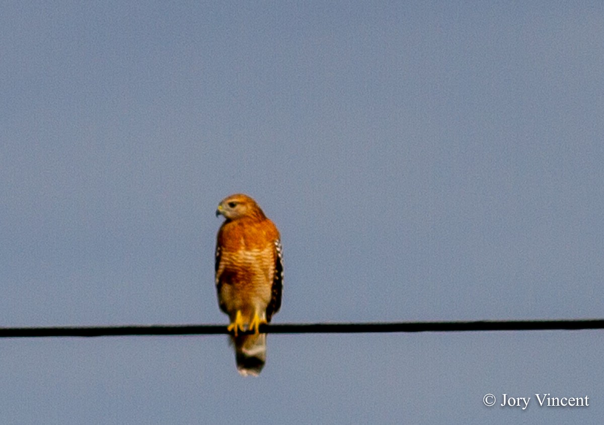 Red-shouldered Hawk - ML409394191