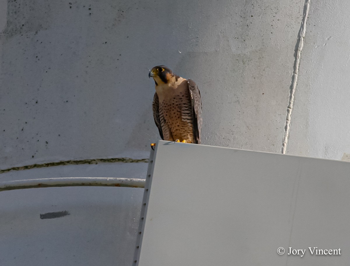 Peregrine Falcon - ML409394341