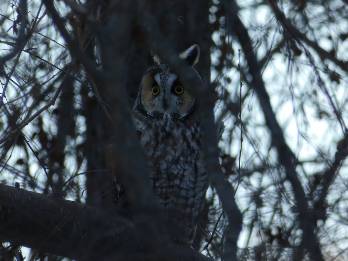 Long-eared Owl - ML409394951
