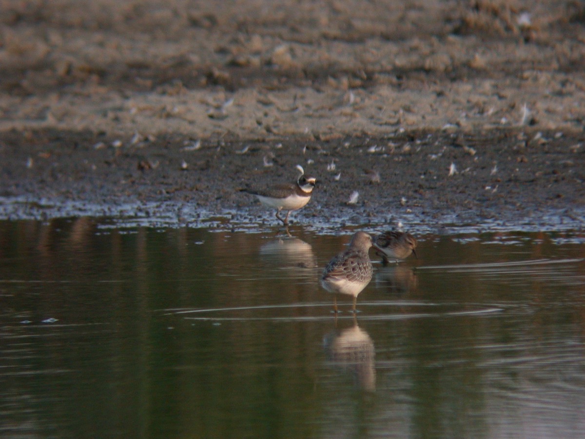 Semipalmated Plover - ML409395521