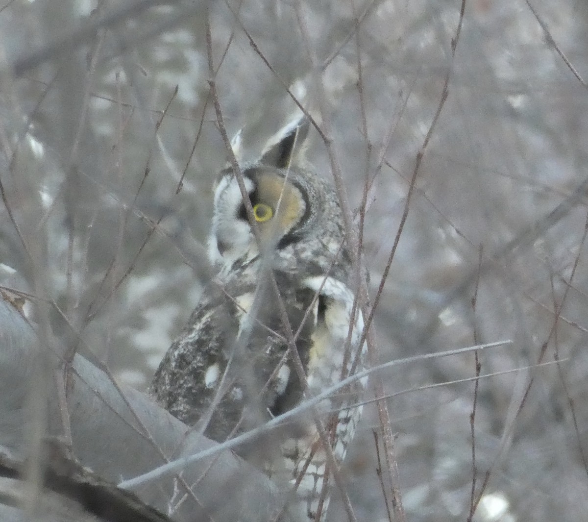 Long-eared Owl - ML409398781