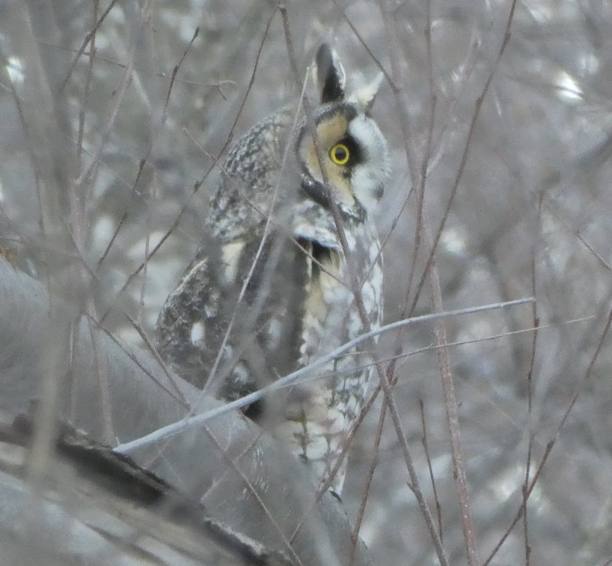 Long-eared Owl - ML409398971