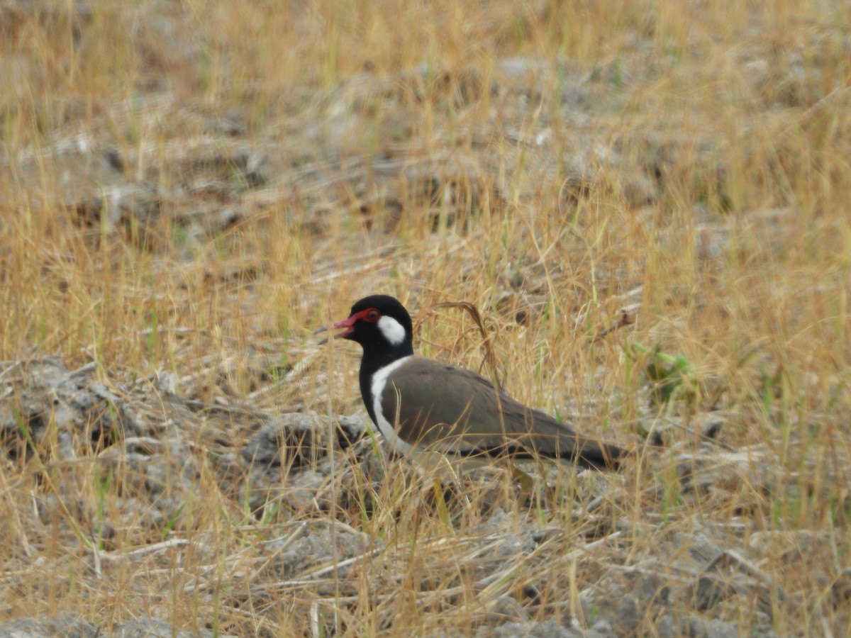 Red-wattled Lapwing - ML409399511