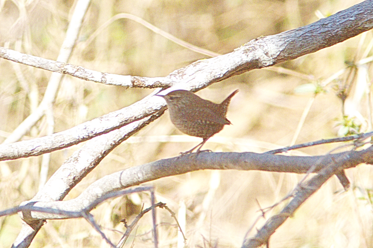 Winter Wren - ML409405191