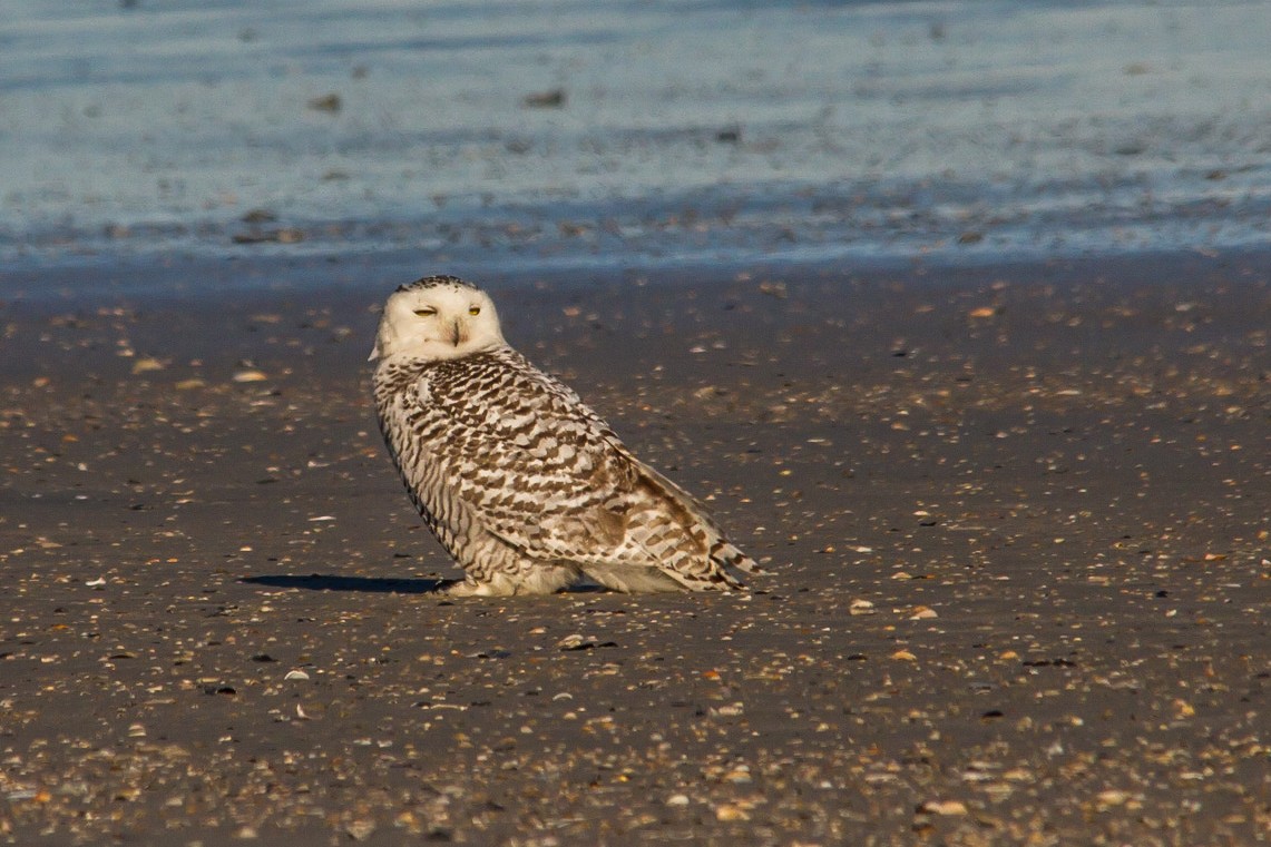 Snowy Owl - ML409405481