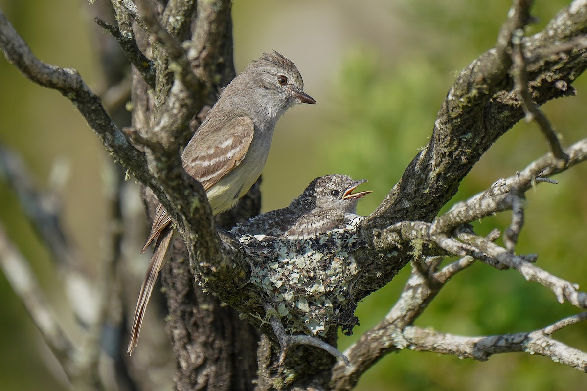 Southern Scrub-Flycatcher - ML409405631