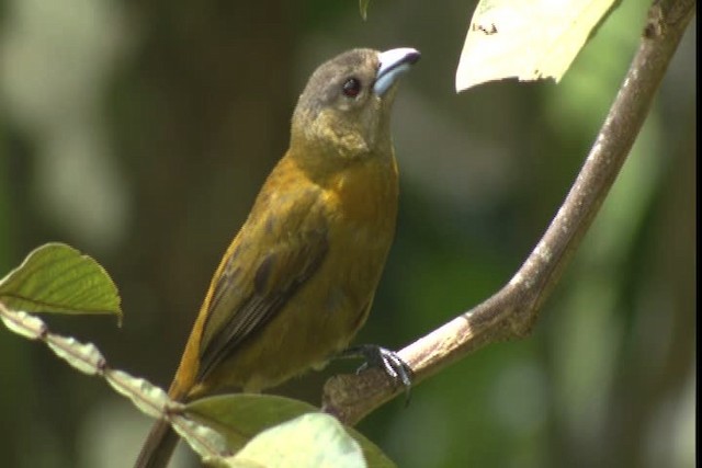 Scarlet-rumped Tanager (Passerini's) - ML409406