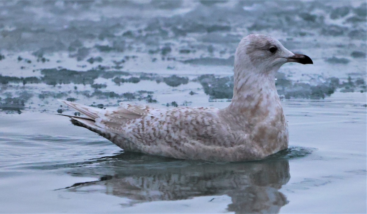 Iceland Gull (kumlieni) - Peter Veighey