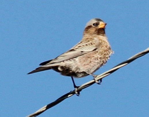 Gray-crowned Rosy-Finch - ML409406251