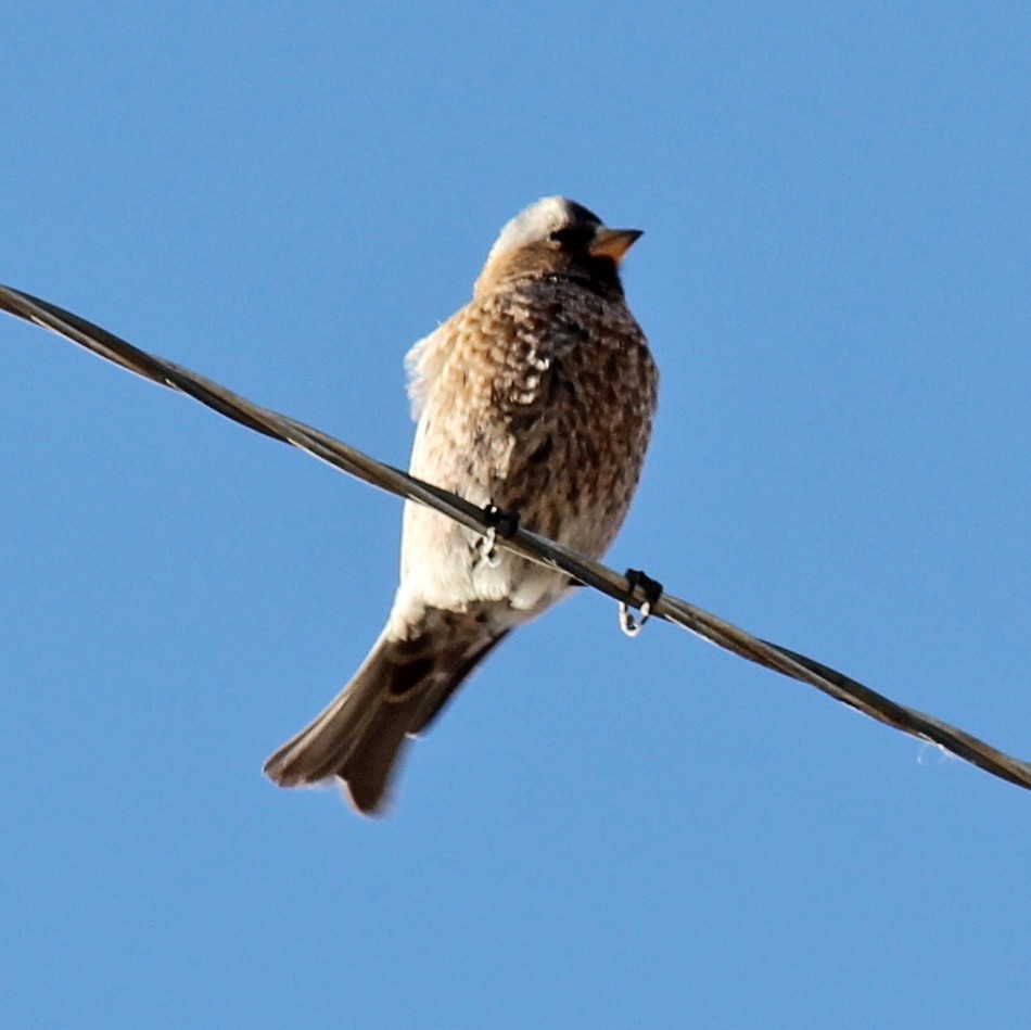 Gray-crowned Rosy-Finch - ML409406351