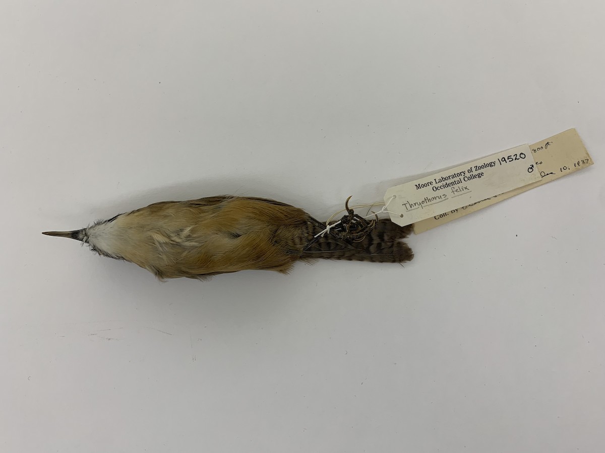 Happy Wren - ML409406621