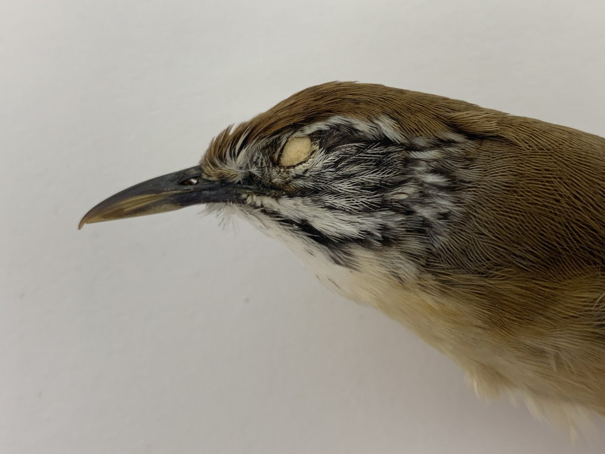 Happy Wren - ML409406631