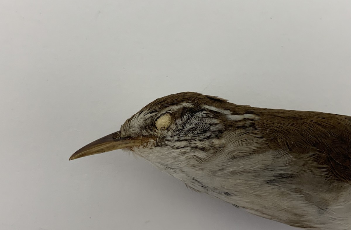 Sinaloa Wren - ML409406651