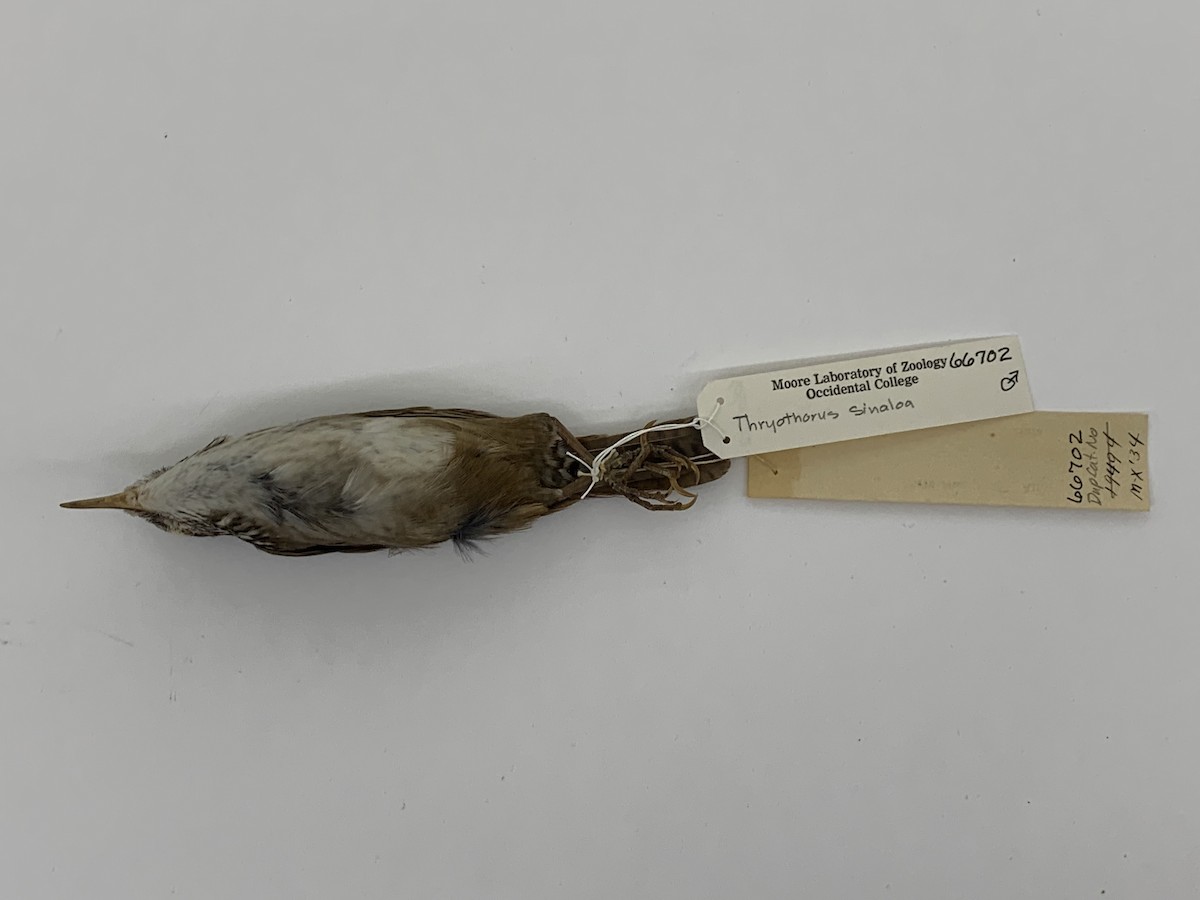 Sinaloa Wren - ML409406661