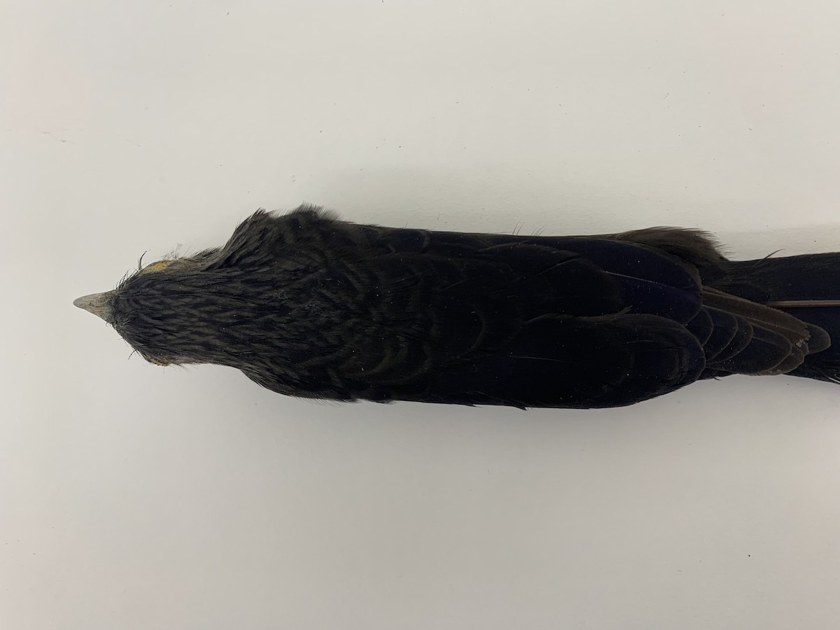 Groove-billed Ani - ML409406891