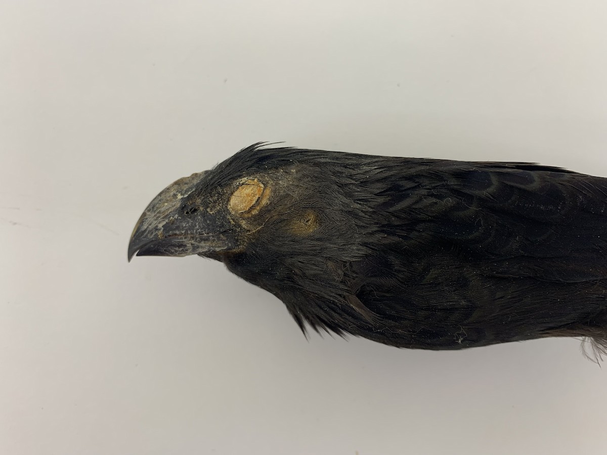 Groove-billed Ani - ML409406901