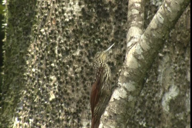 Black-striped Woodcreeper - ML409407