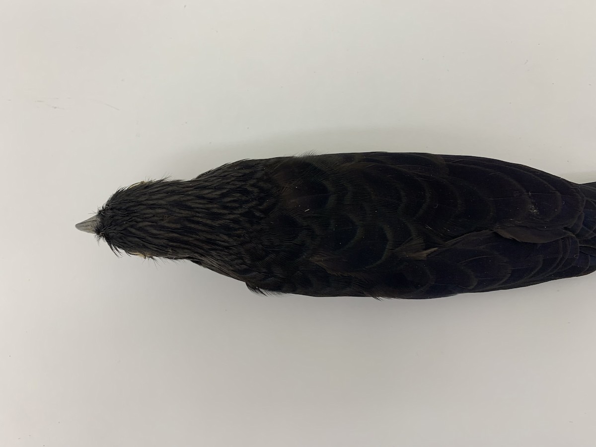 Groove-billed Ani - ML409407061