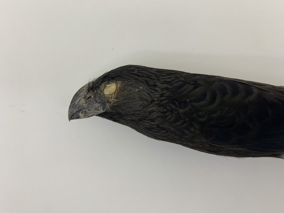 Groove-billed Ani - ML409407071