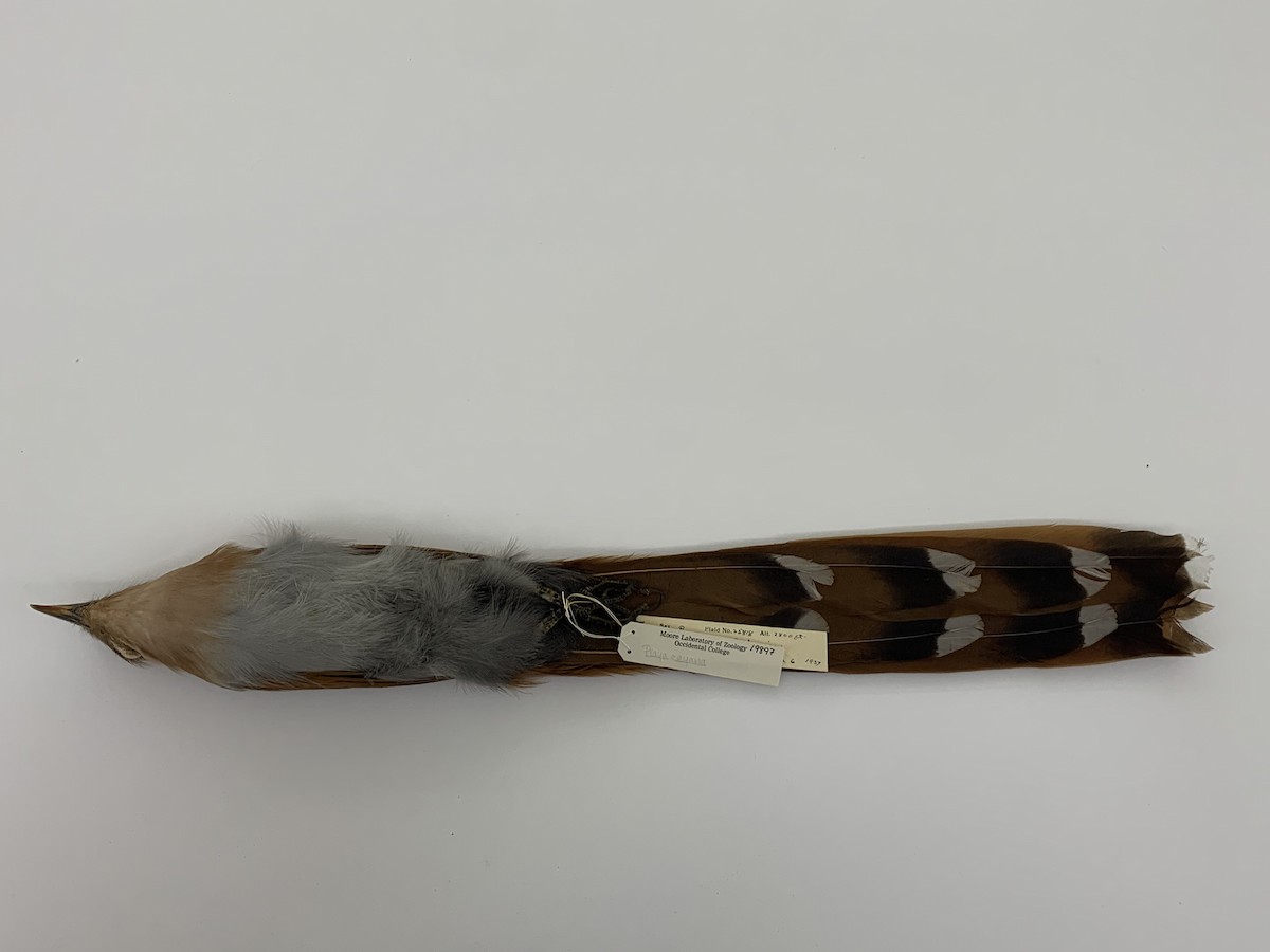 Mexican Squirrel-Cuckoo - ML409407221