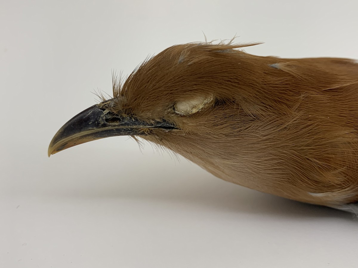 Mexican Squirrel-Cuckoo - ML409407231