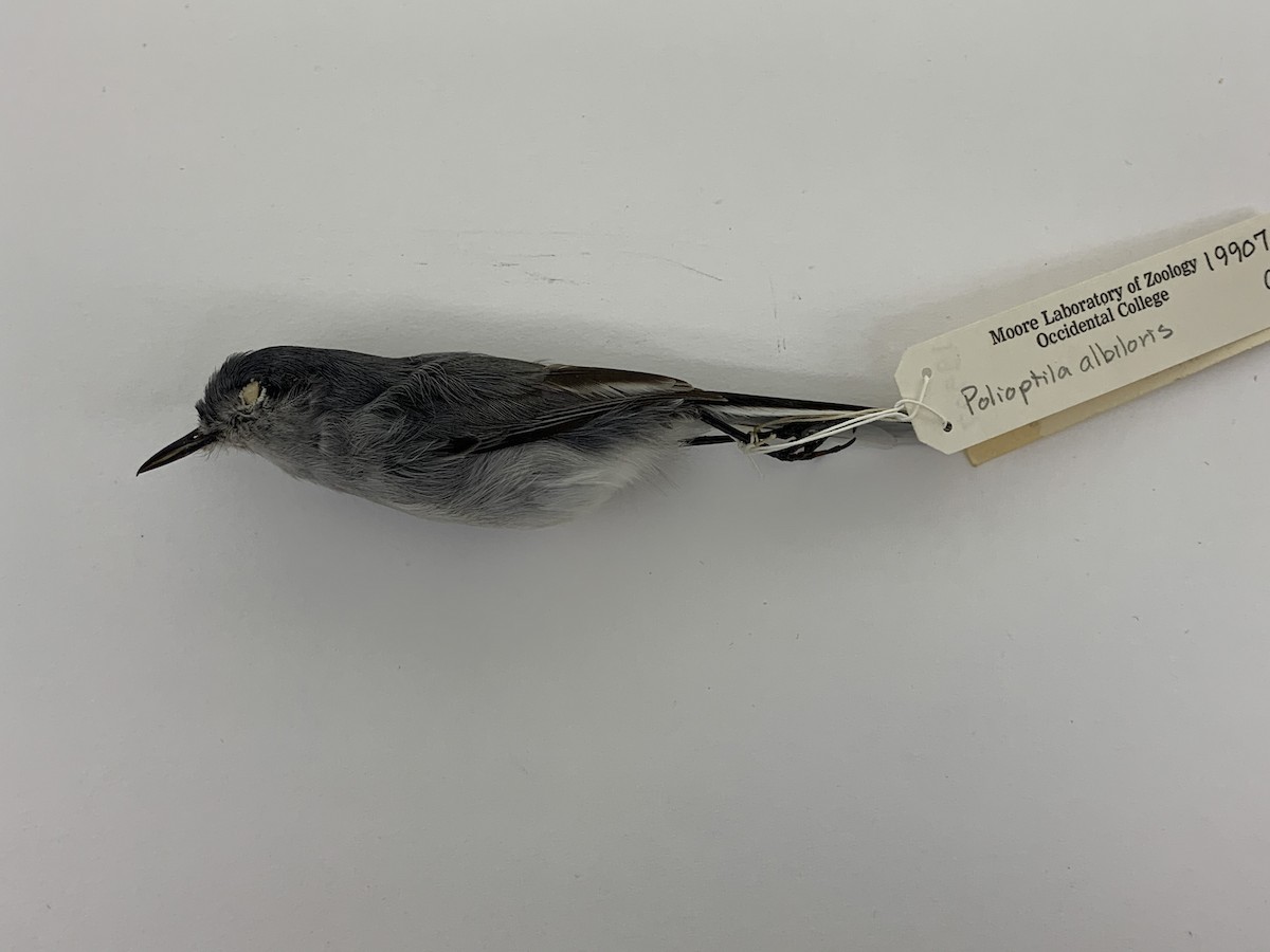 Black-capped Gnatcatcher - ML409407331