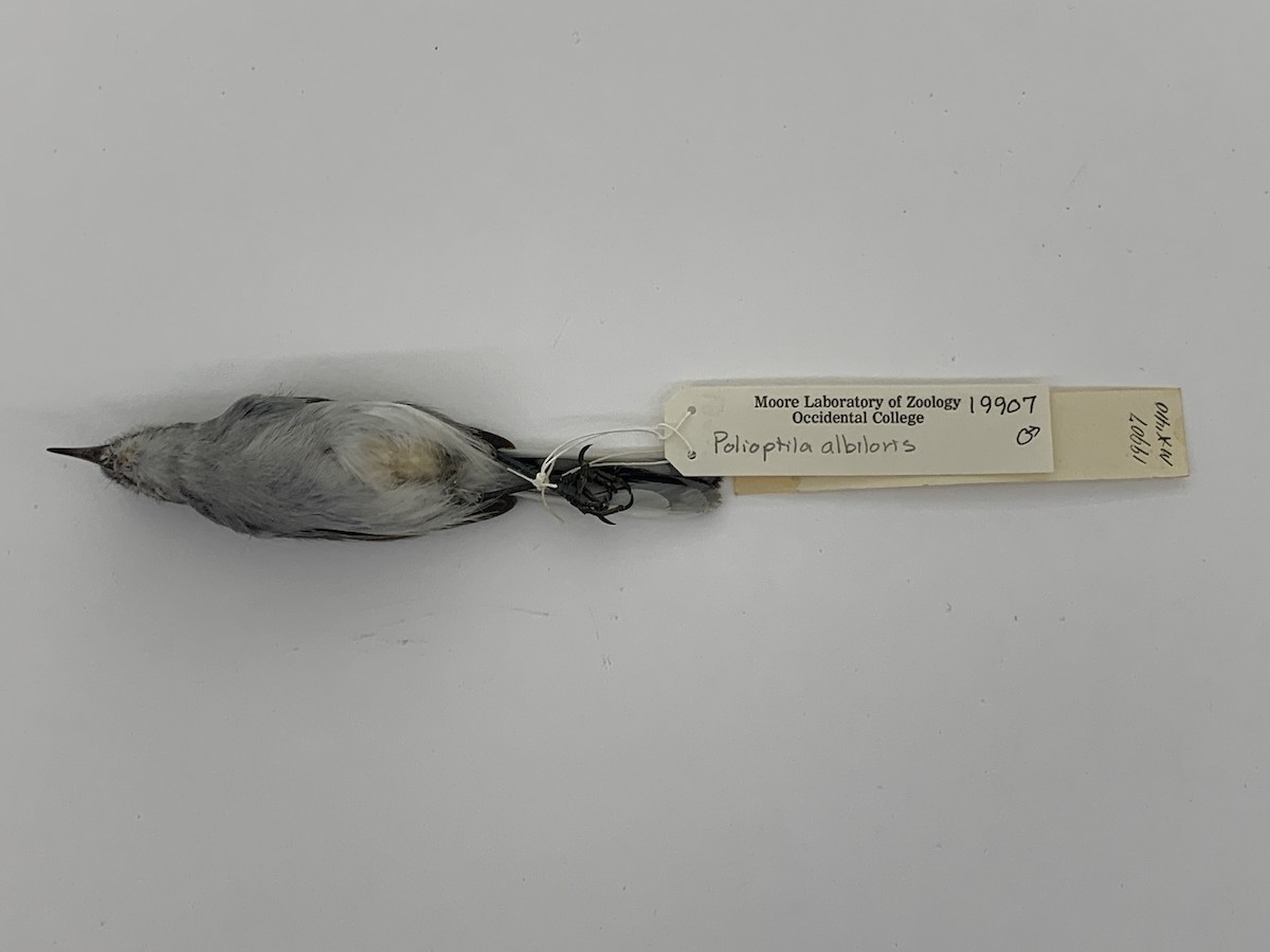 Black-capped Gnatcatcher - ML409407341