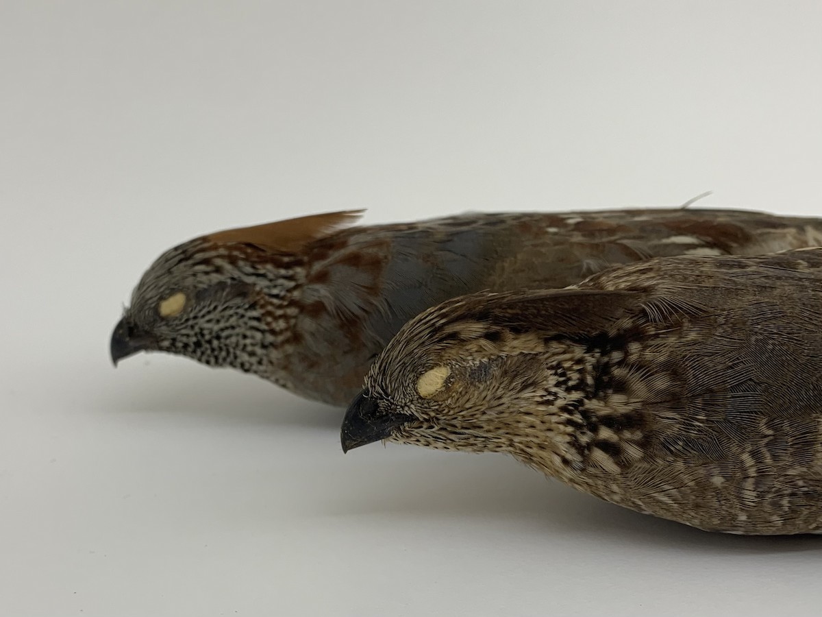 Elegant Quail - ML409407681