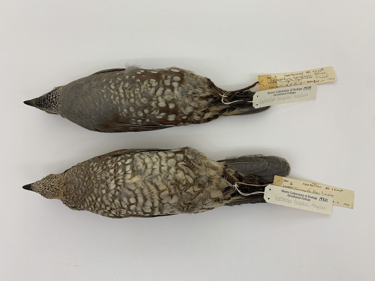 Elegant Quail - ML409407691