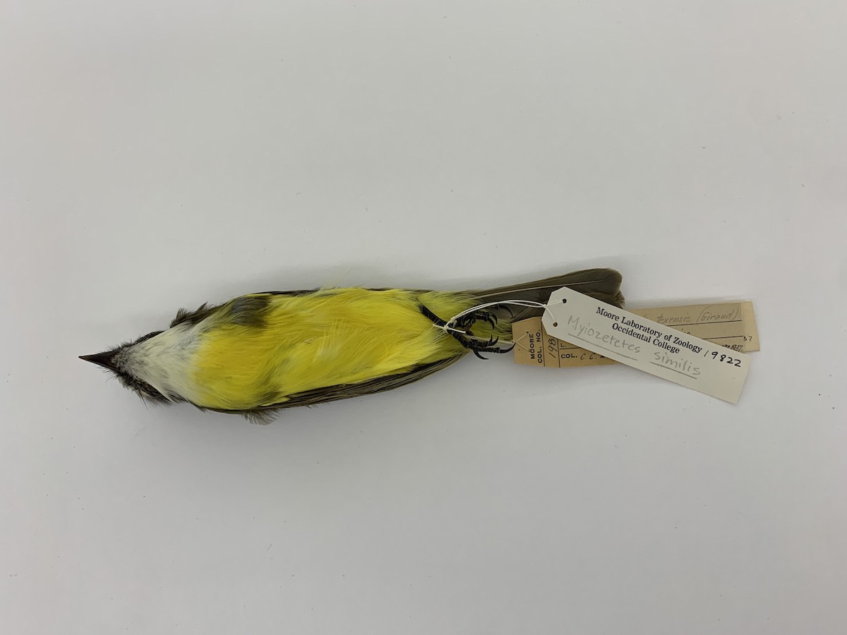 Social Flycatcher - ML409407921