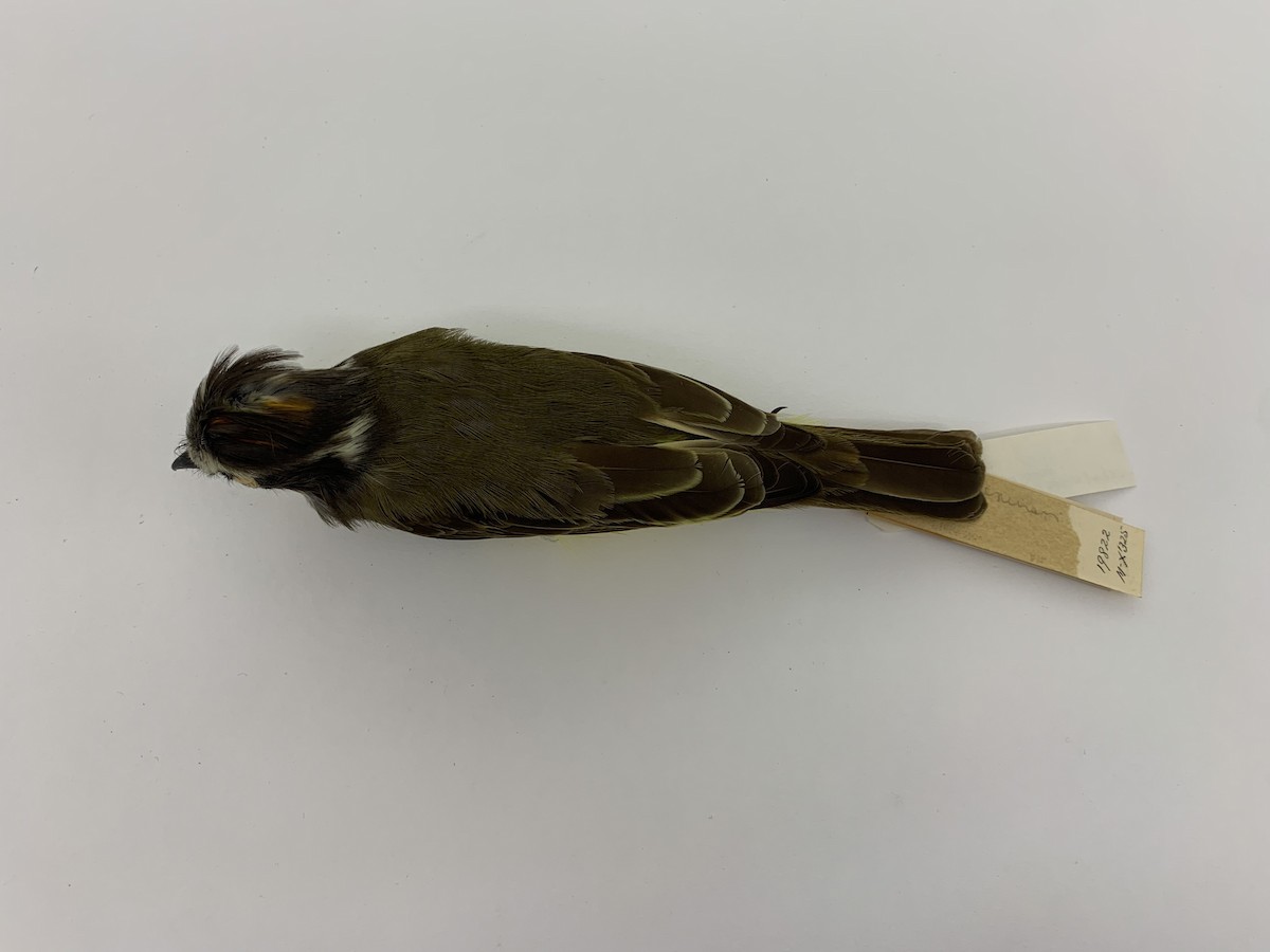 Social Flycatcher - ML409407931