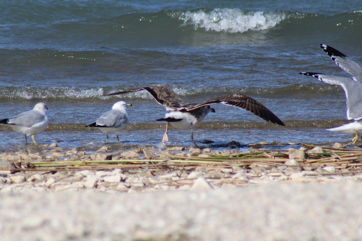 Yellow-footed Gull - ML409408161