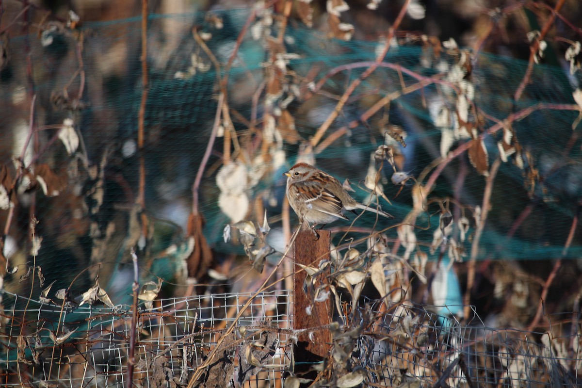American Tree Sparrow - ML409408681
