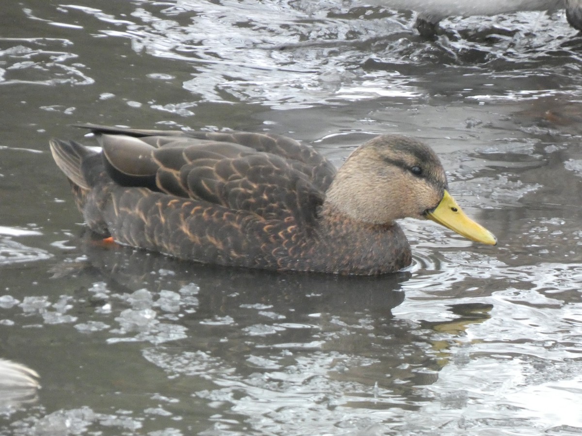 American Black Duck - William Buswell