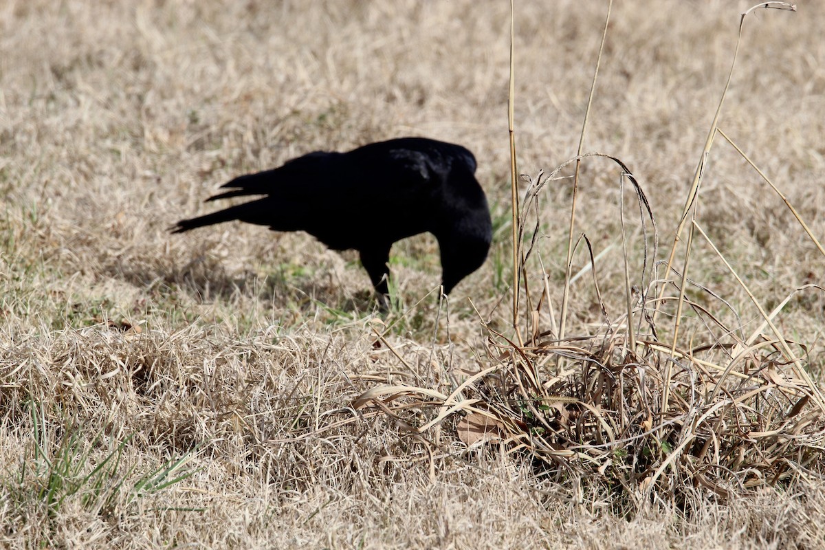 American Crow - ML409409001