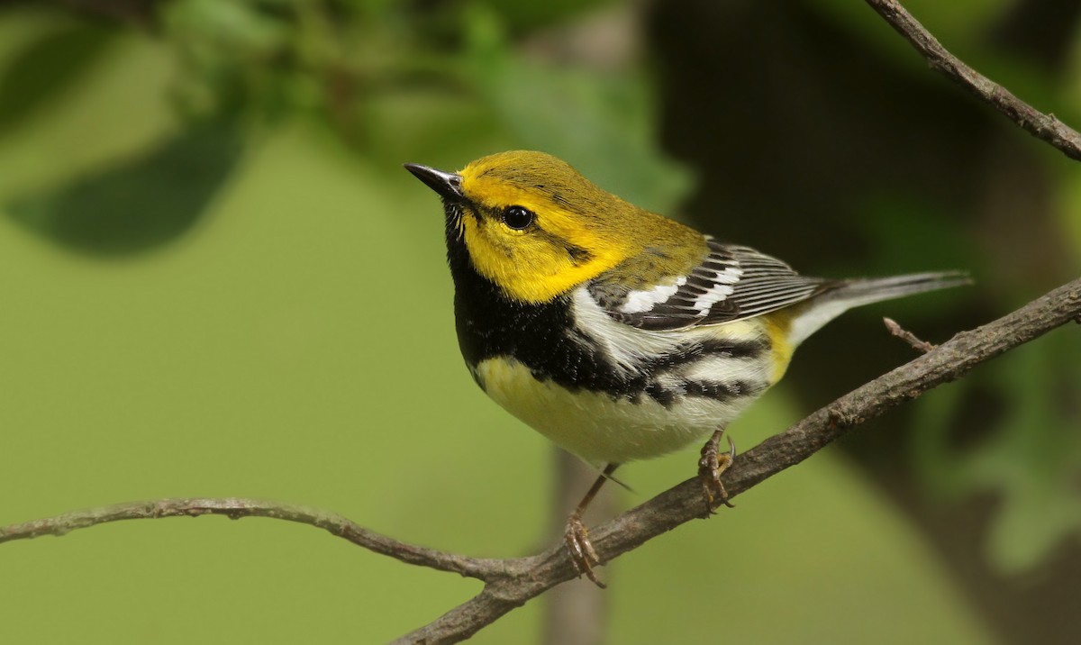 Black-throated Green Warbler - ML40941021