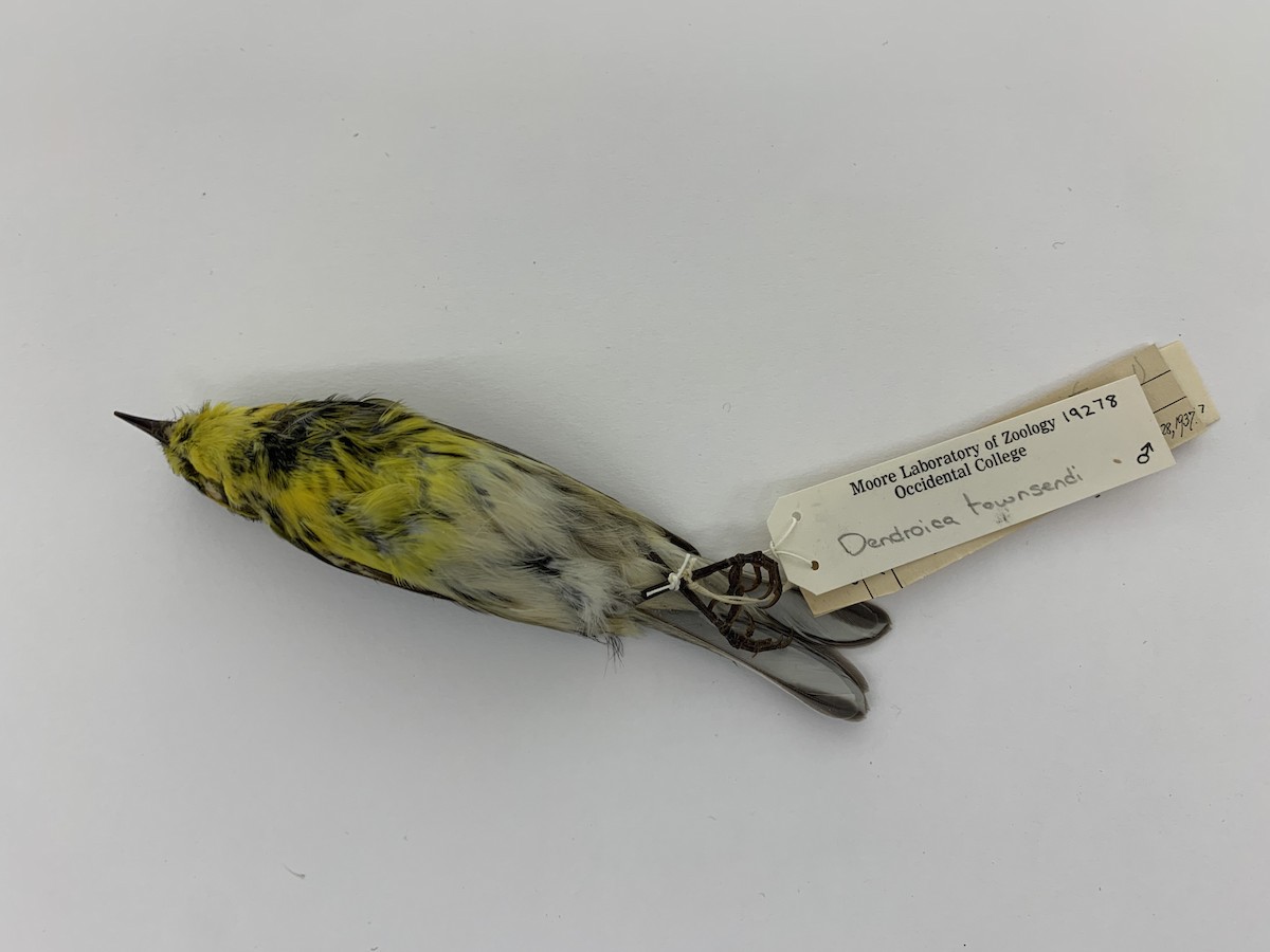 Townsend's Warbler - Chester Lamb